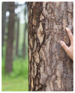 Tronco de árbol con corteza rugosa y una mano tocando su textura en un bosque verde; escena natural, INKO Cocinas